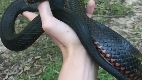 Venomous Snake Relaxing