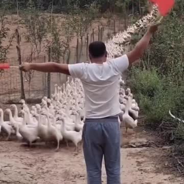 Funny Duck army || pasukan bebek penurut