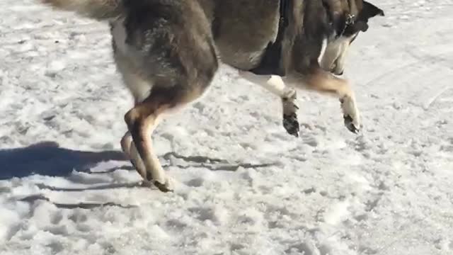 Snow Ball Catch Slow-Mo