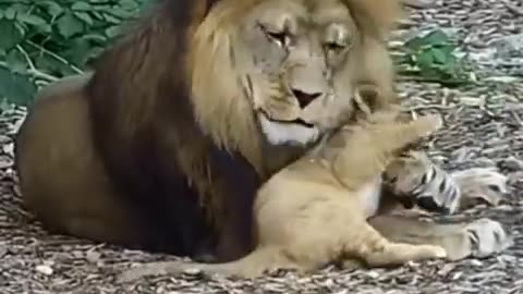 Dad is impressive,majestic, gentle and protective 🦁