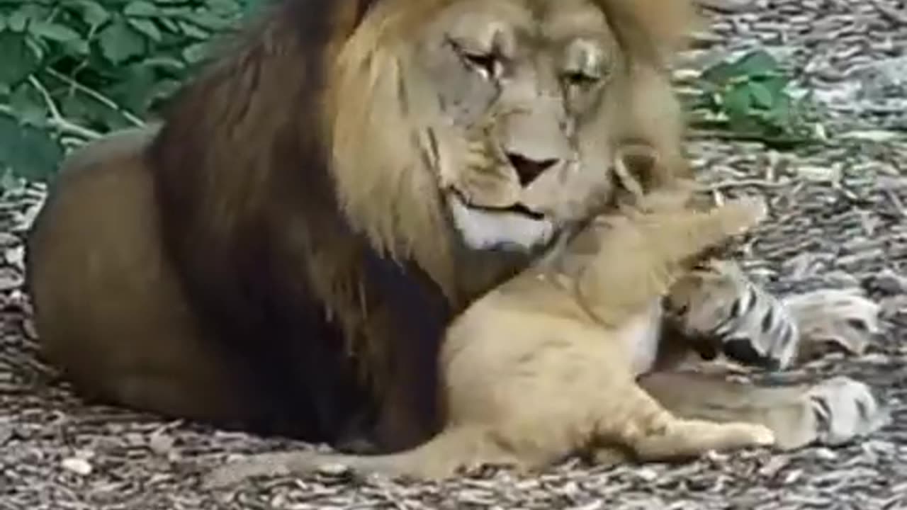 Dad is impressive,majestic, gentle and protective 🦁