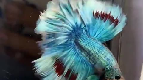 Most beautiful fish ever😍cute and tiny