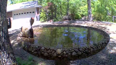 A swimming redbellied