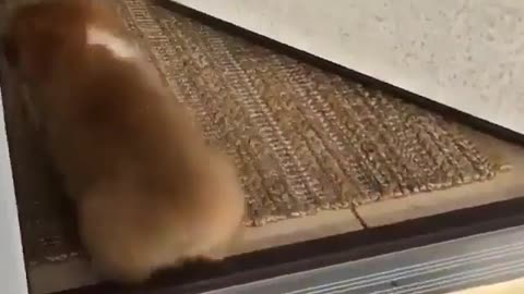 A dog who can exercise himself.