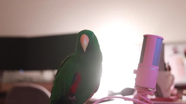 Parrot talking Into Microphone