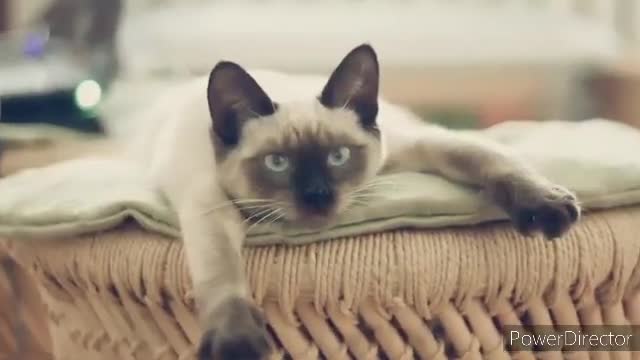 Top 10 most loyal cat breeds in the world video