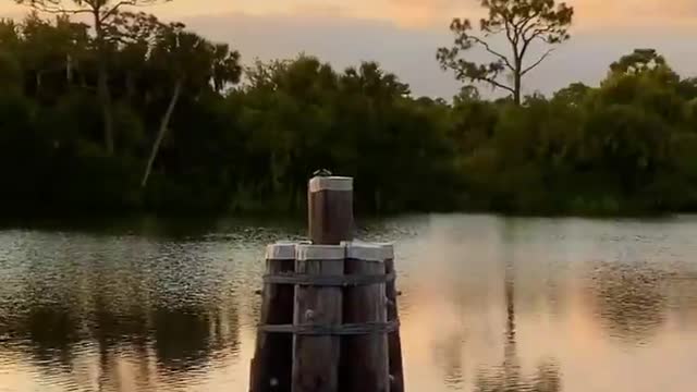 The Everglades