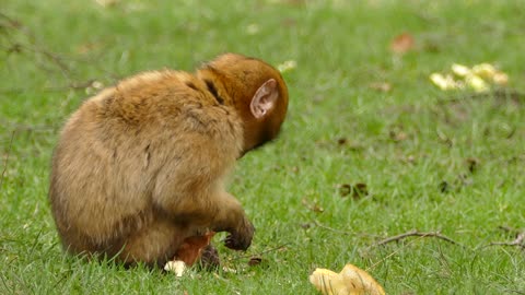 macaco brincalhão