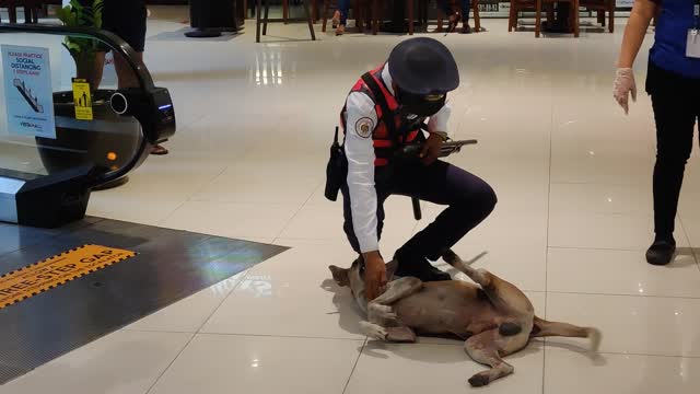 Patient Security Guard Escorts Stray Dog From Mall