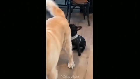 Cat and dog prank 😹 dog very funny drink l