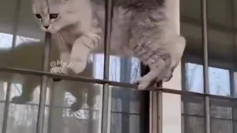 Cats are Liquid Proof 11 compilation