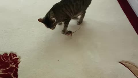 Mouse VS Cat!!