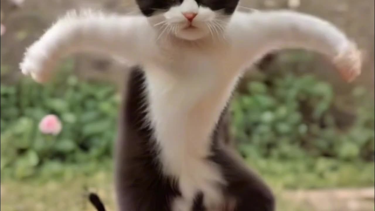 Cats Dance! Wow cats drive!