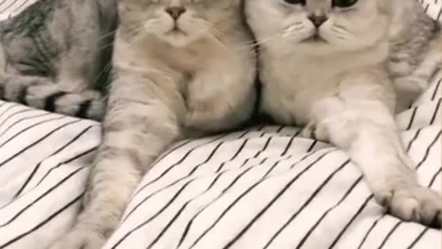 Cutest Cats