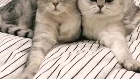 Cutest Cats