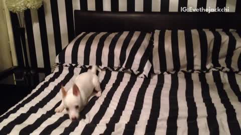 White dog on striped bed runs around