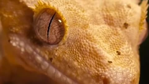 Wide eyed lizard