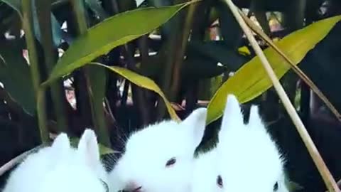 cute baby bunnies having fun