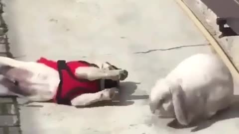 Dog and rabbit