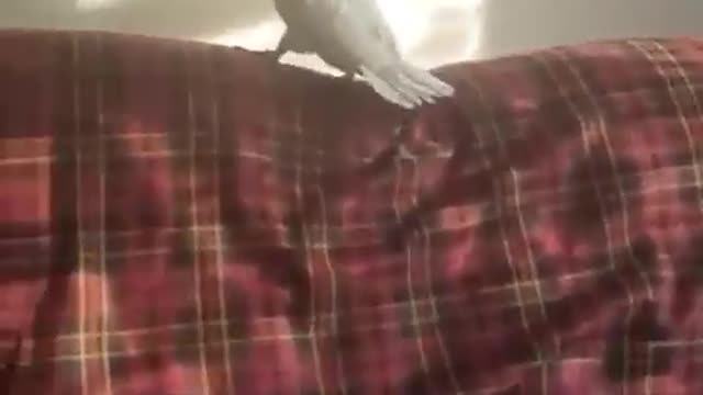 Funny, little bird is trolled by the human 😅😅😅