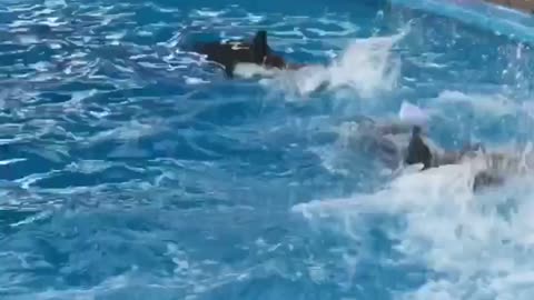 cute dolphins