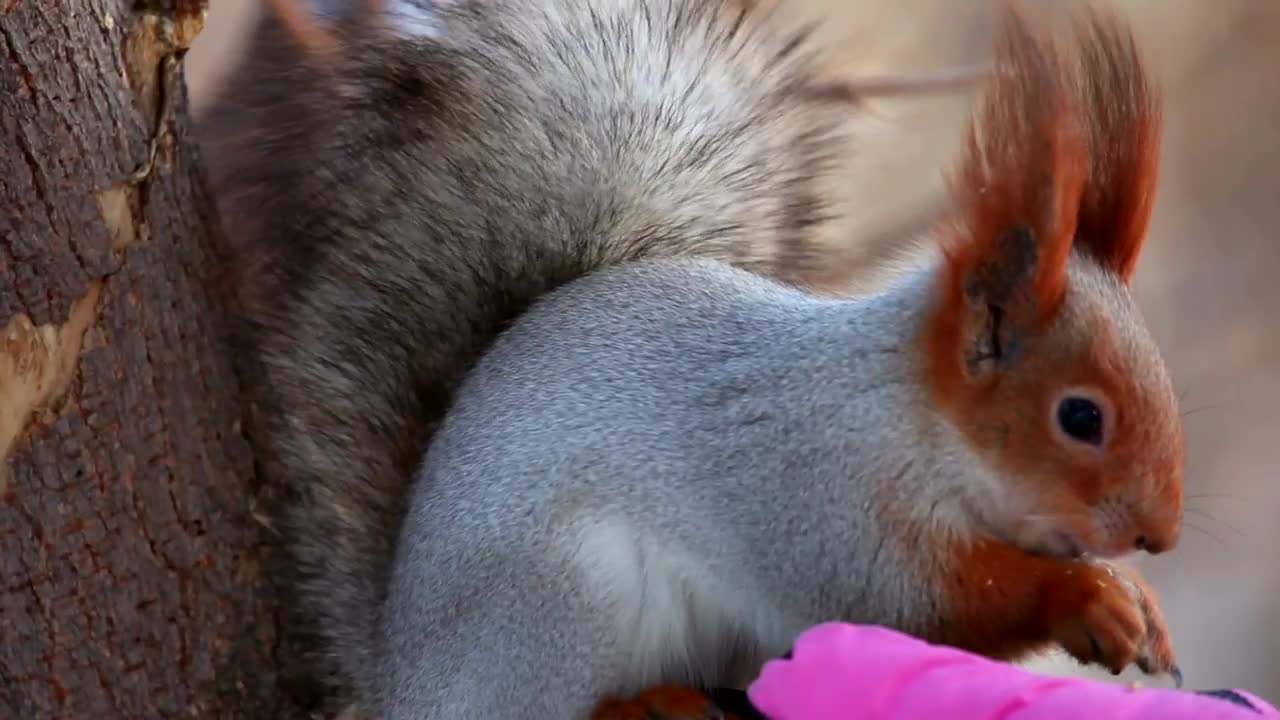 Squirrel eating on a hand with a pink glove