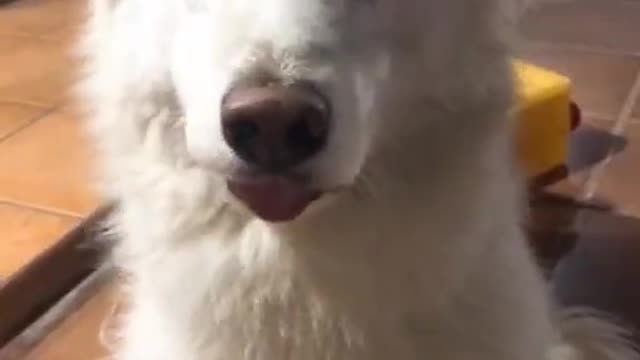 ¡UNA SONRISA 2020 VERSIÓN: PERROS! 😍🐶