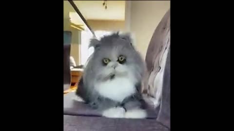 Funny cat