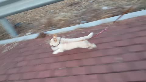 3 month puppy running