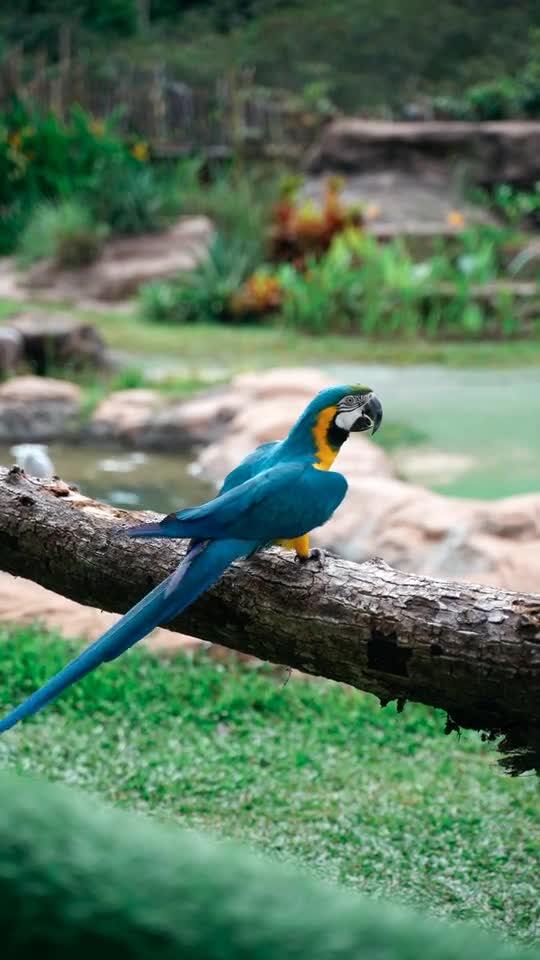 Parrot beautiful colore