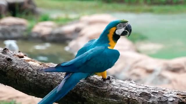 Parrot beautiful colore