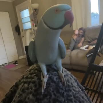 Birds dont always have perfect balance, Goodness 🤭 parrot parrotsoftiktok