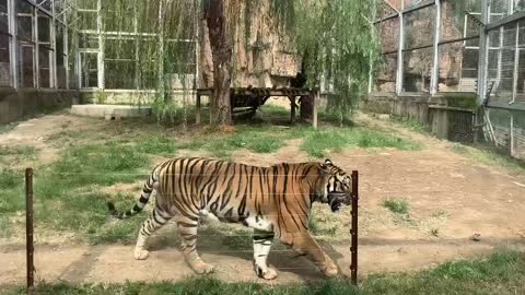 The tiger walks around leisurely!