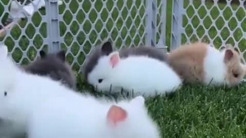 A litter of cute little rabbits, really want to raise one