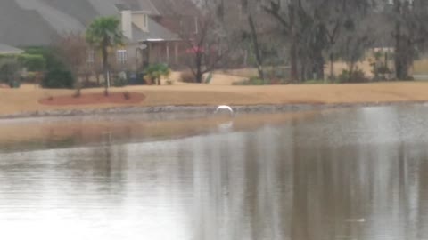 Magnificent White Egret in flight