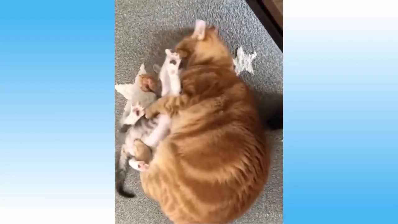 Sweet Cats Cute Pets And Funny Animals Compilation #5 Funny Animal Videos