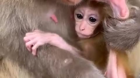 Funny moments from the life of monkeys #5