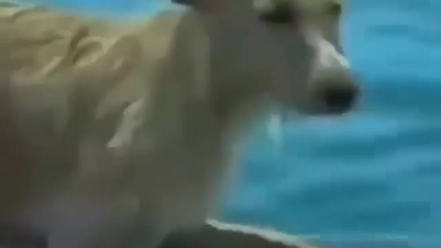 Dolphin and Dog Love
