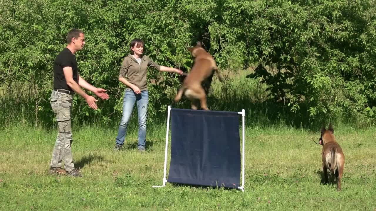 People are playing with their dogs. Man and woman are playing with their adorable dogs