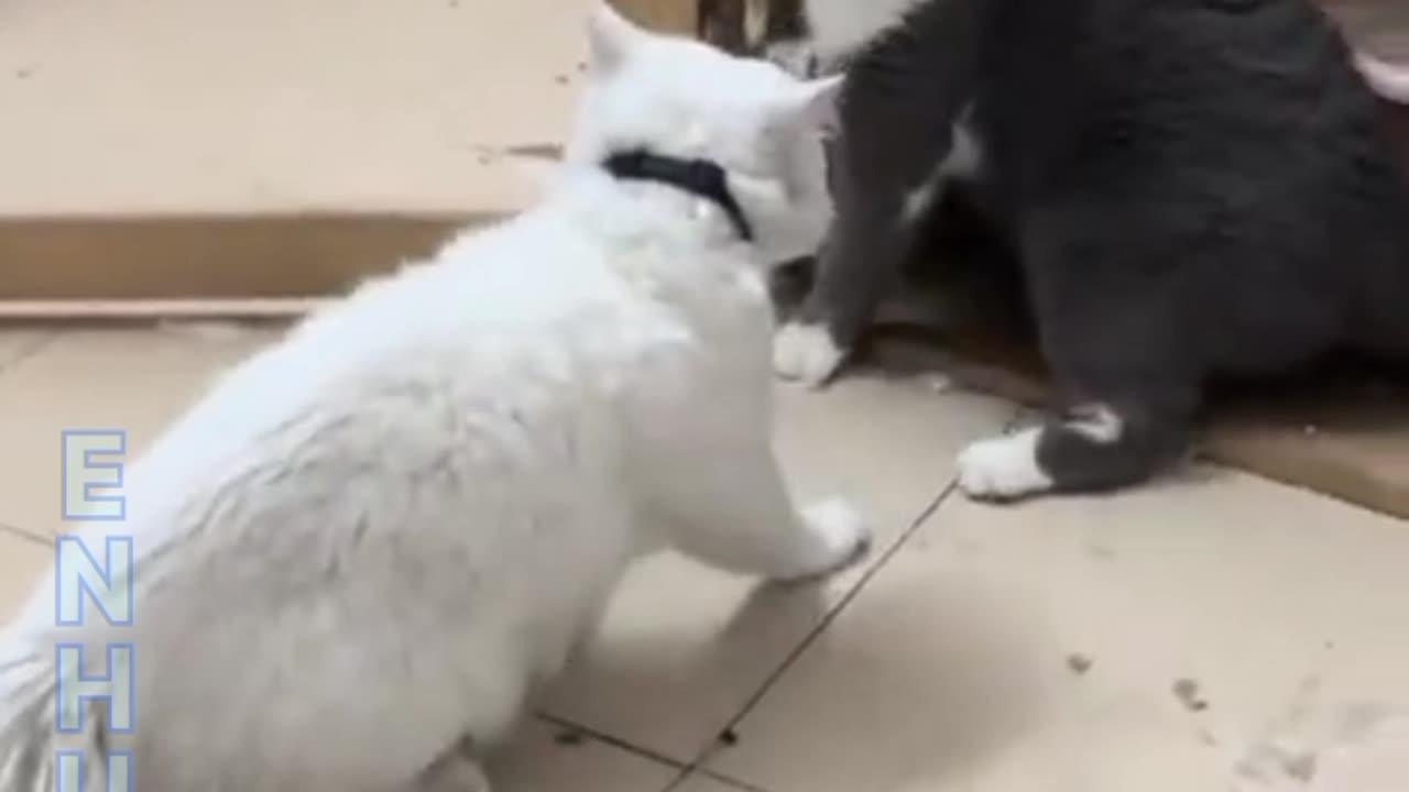 Cat fighting funny video. Funny video 2023 . Black vs White Cat 😺 Fighting viral video