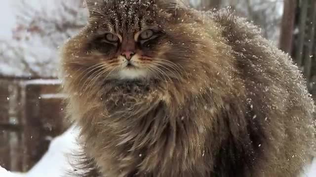 Siberian cats - Big cats come from Russia