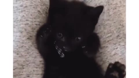 Cat suddenly realizes that it has 4 paws