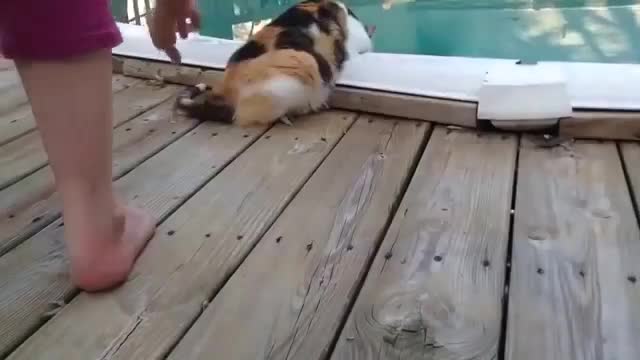 FUN WITH CATS IN WATER!