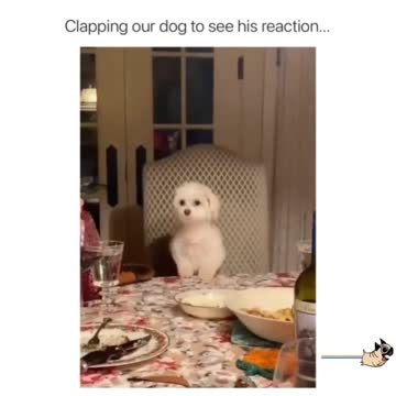 Dog Training applaud your dog for greatness