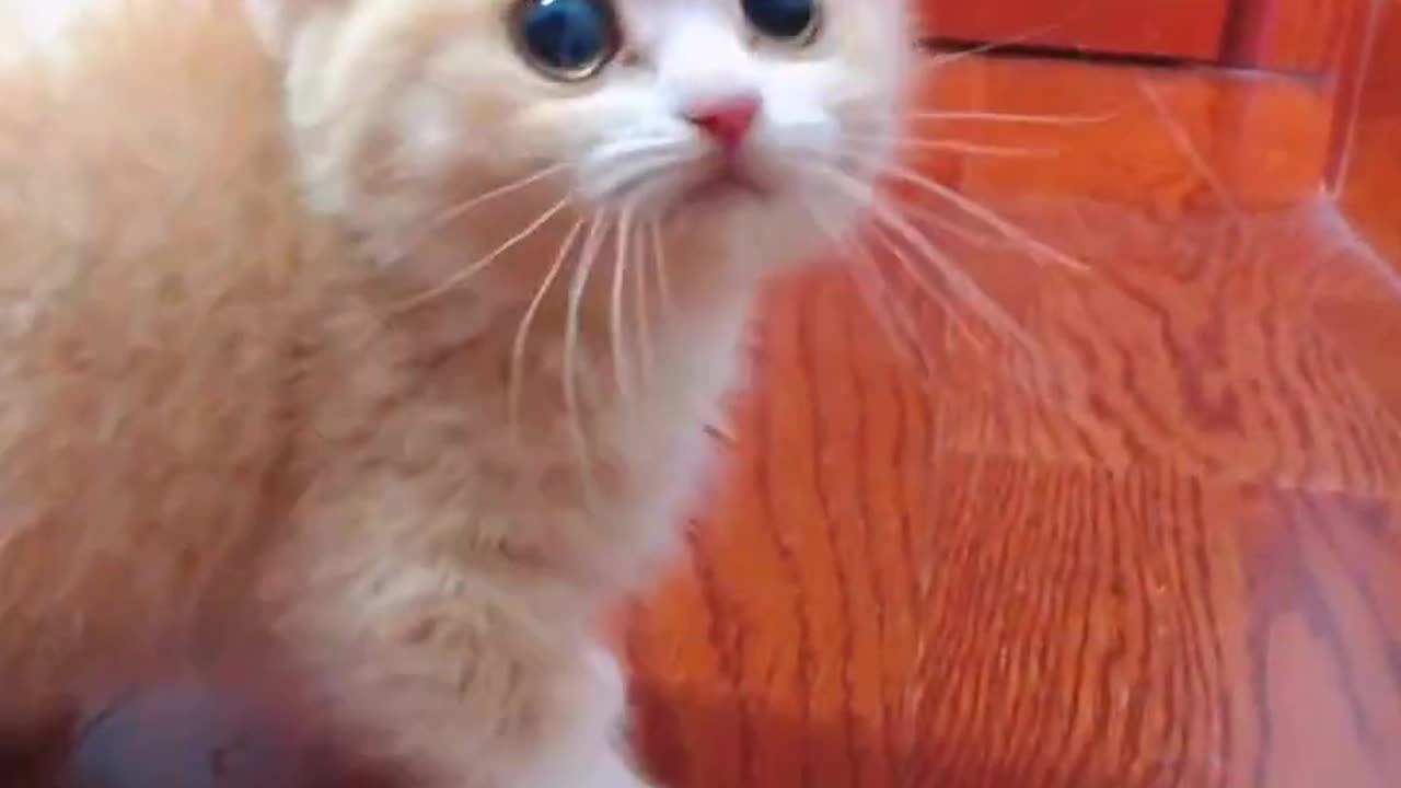 Cute Cats Daily ❤️❤️❤️❤️ #cat #catvideos #猫 #kitten #cats #shorts #catlover #funny #funnyvideo