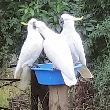 Threes cockatoos is one too many
