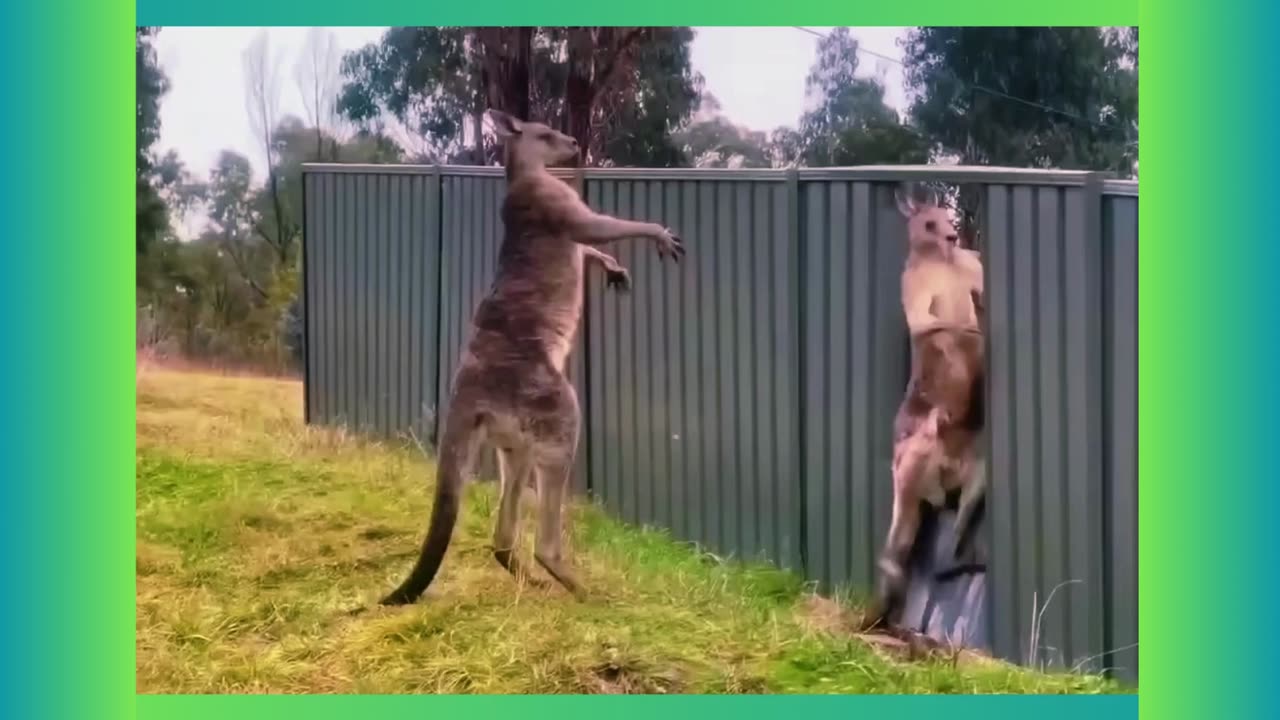 Kanga Fight!