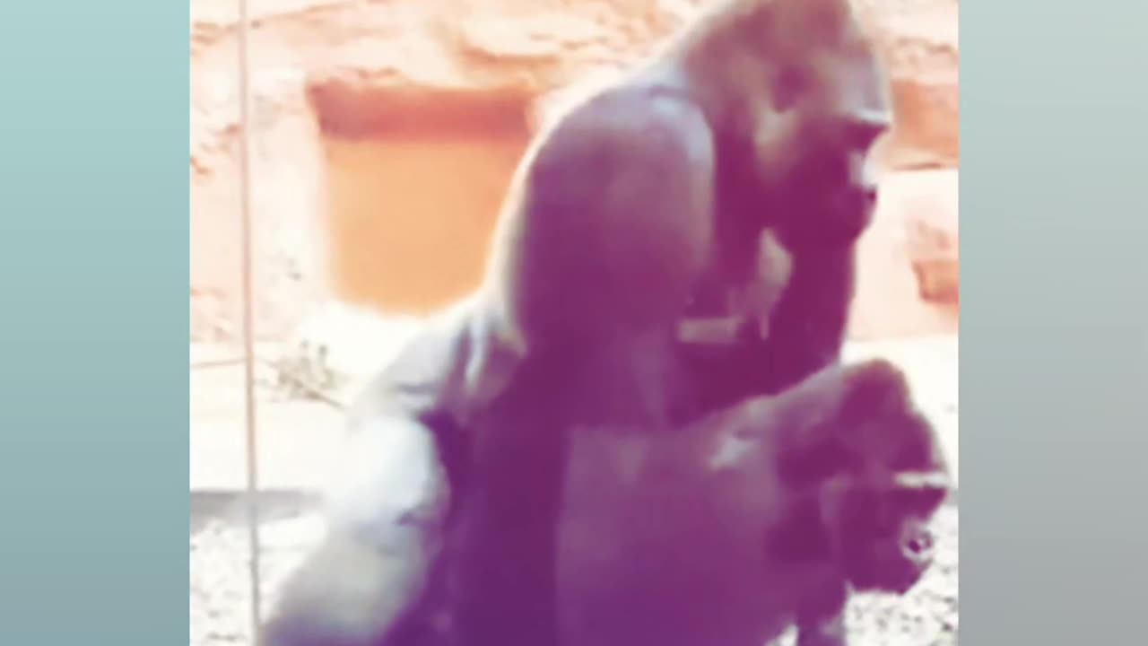 Gorilla 🦍 love his wife