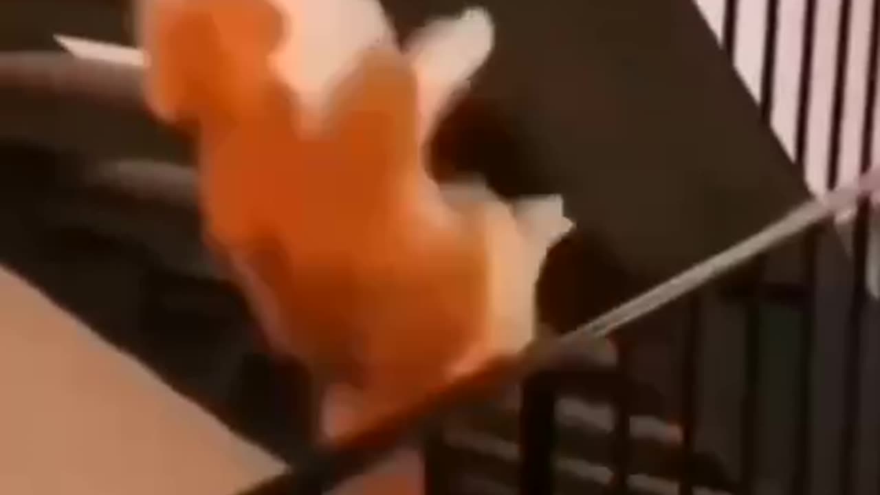 For Fancy Feast