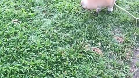 Slow motion brown corgi puppy running through grass